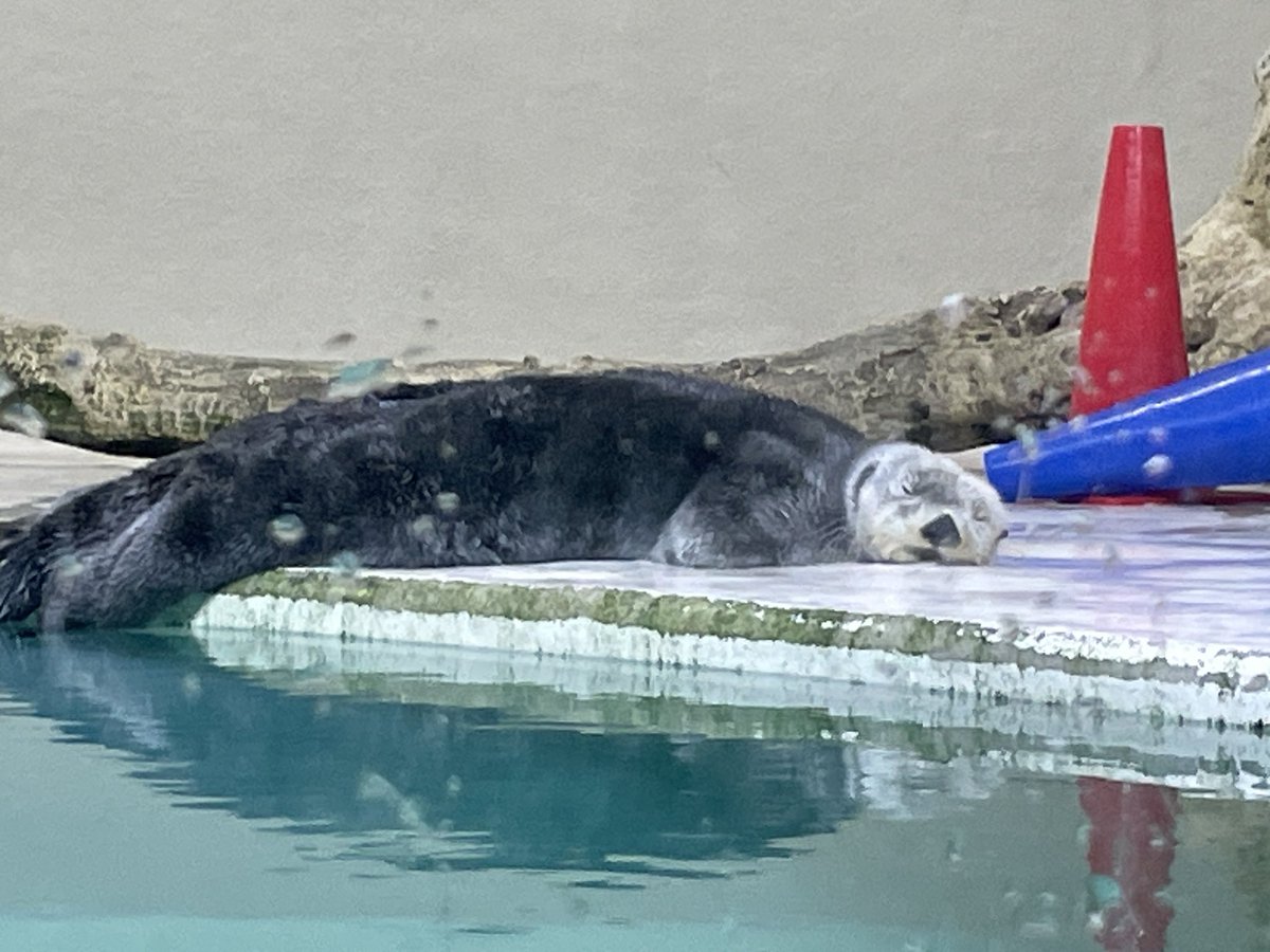 7lYfew's tweet photo. 鳥羽水族館に行った
キラメイ爆睡かわいい https://t.co/Cs2HEstk3z