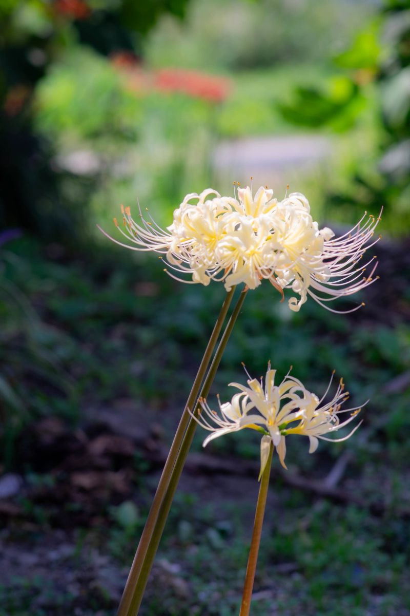 kai_umihito's tweet photo. 白いリコリス
#TLを花でいっぱいにしよう #たからさがし #キリトリセカイ #ファインダー越しの私の世界ᅠも見に来てたｗ https://t.co/UZVGqc21kW