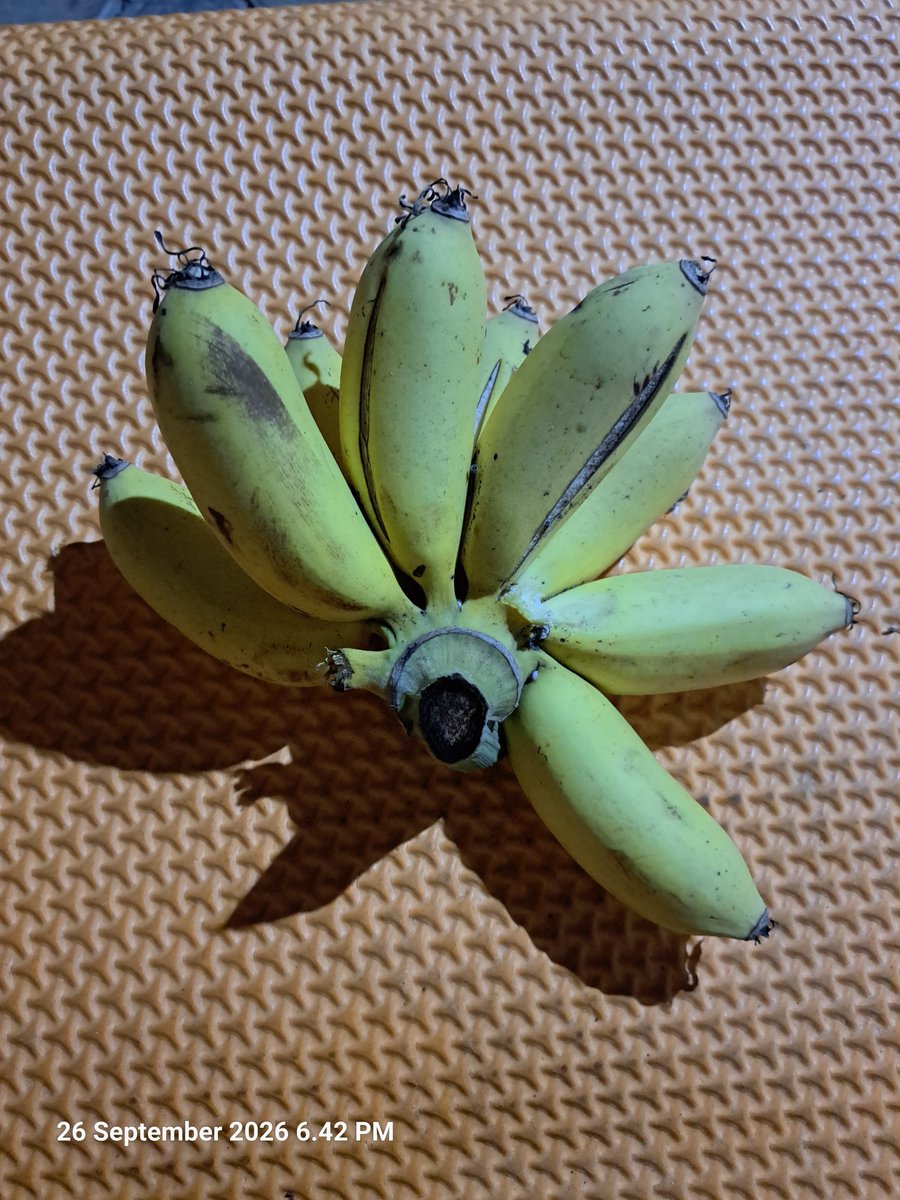 AyuCty8's tweet photo. Hasil kebun ponakan. 
Tau klo tantenya suka banget pisang susu. 😁 https://t.co/DLVvMUoL3S