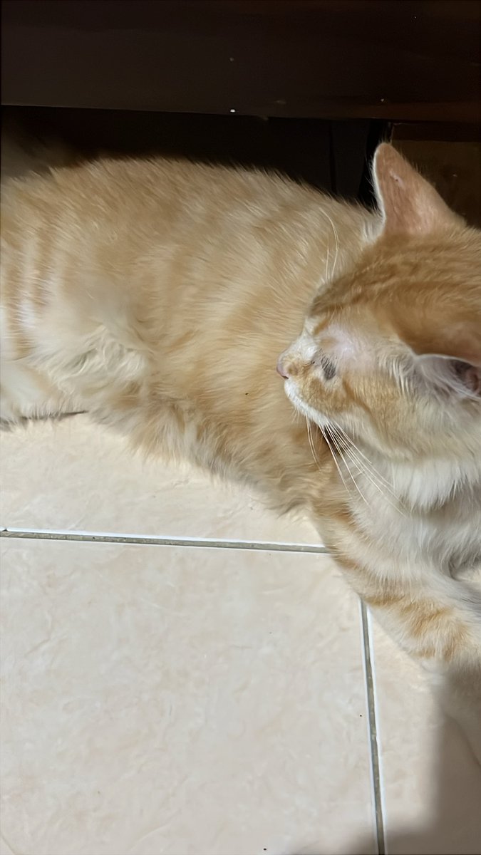 qireiyo's tweet photo. LOOKING FOR A LOST CAT‼️

DI CARI KUCING HILANG BERNAMA RYU, PERSIA

hilang karena terjadi kebakaran kebayoran lama jakarta selatan, jika ada yang melihat atau menemukan tolong segera dm account ini 🥹🙏🏻 https://t.co/WBFAqKnaD9
