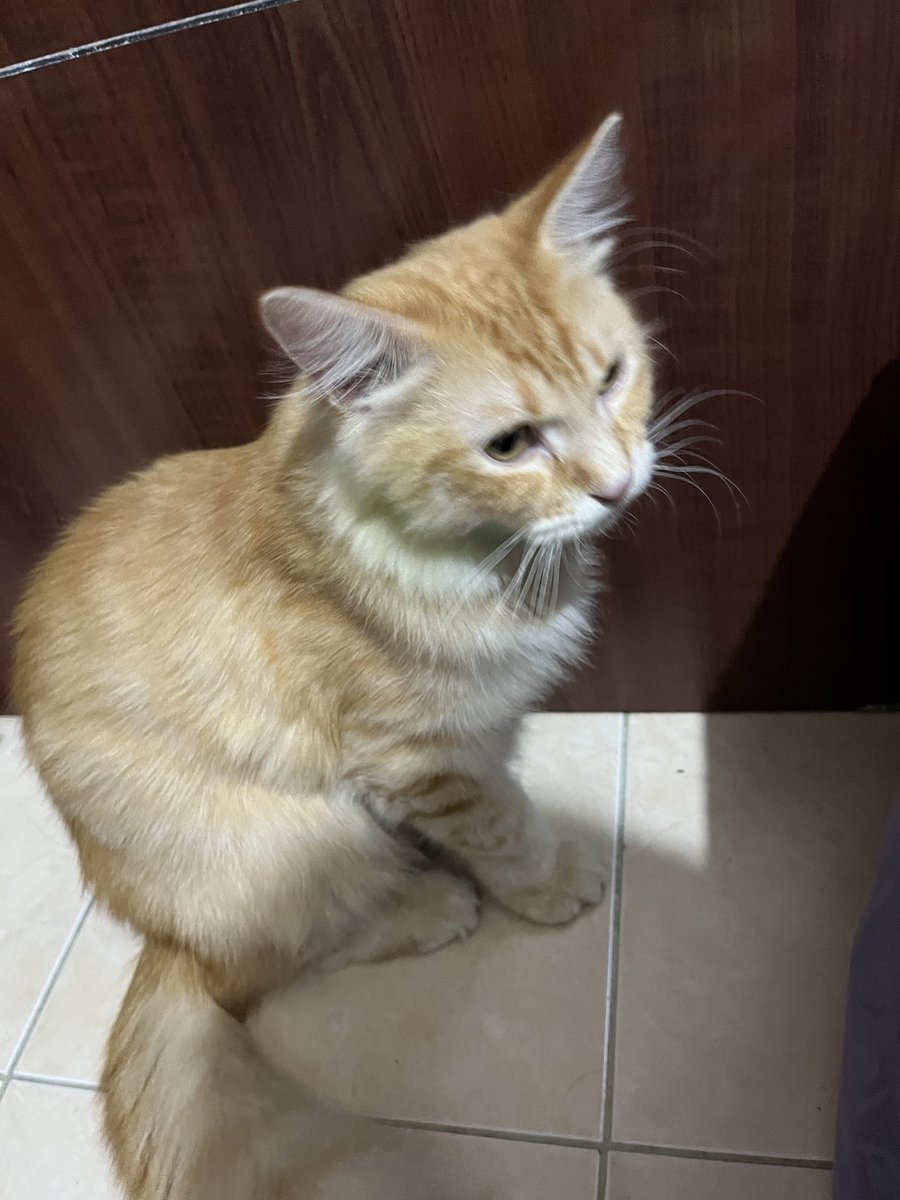 qireiyo's tweet photo. LOOKING FOR A LOST CAT‼️

DI CARI KUCING HILANG BERNAMA RYU, PERSIA

hilang karena terjadi kebakaran kebayoran lama jakarta selatan, jika ada yang melihat atau menemukan tolong segera dm account ini 🥹🙏🏻 https://t.co/WBFAqKnaD9