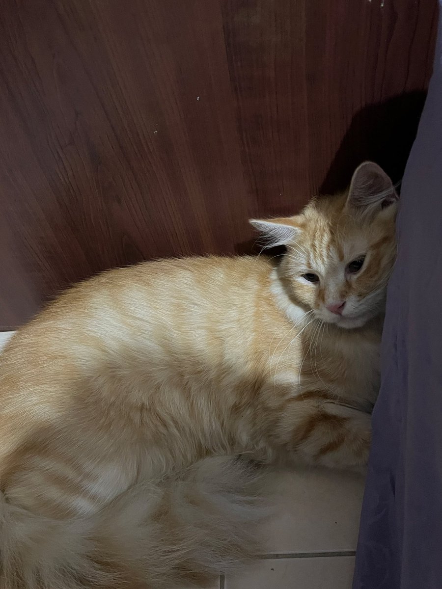 qireiyo's tweet photo. LOOKING FOR A LOST CAT‼️

DI CARI KUCING HILANG BERNAMA RYU, PERSIA

hilang karena terjadi kebakaran kebayoran lama jakarta selatan, jika ada yang melihat atau menemukan tolong segera dm account ini 🥹🙏🏻 https://t.co/WBFAqKnaD9
