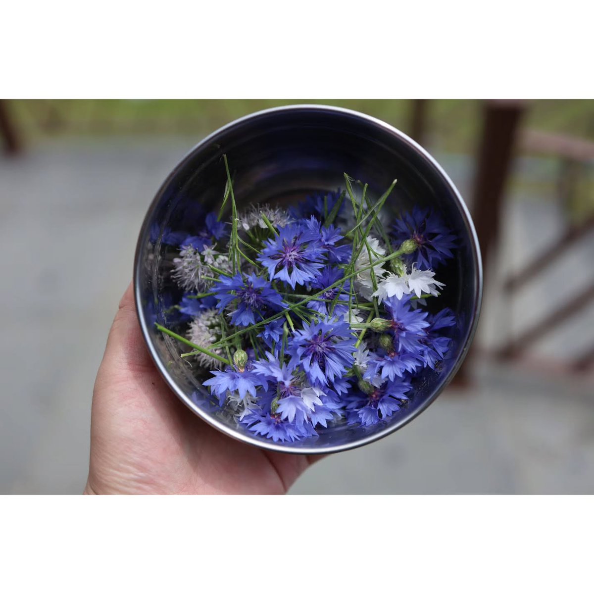 JenniKile's tweet photo. Home Farm 
~Still chilly in May 2026~ 
Cornflowers 
Thyme and flowers 
Dill 
Oxalis 
Adorable carrots https://t.co/ohKU6T6Gzq