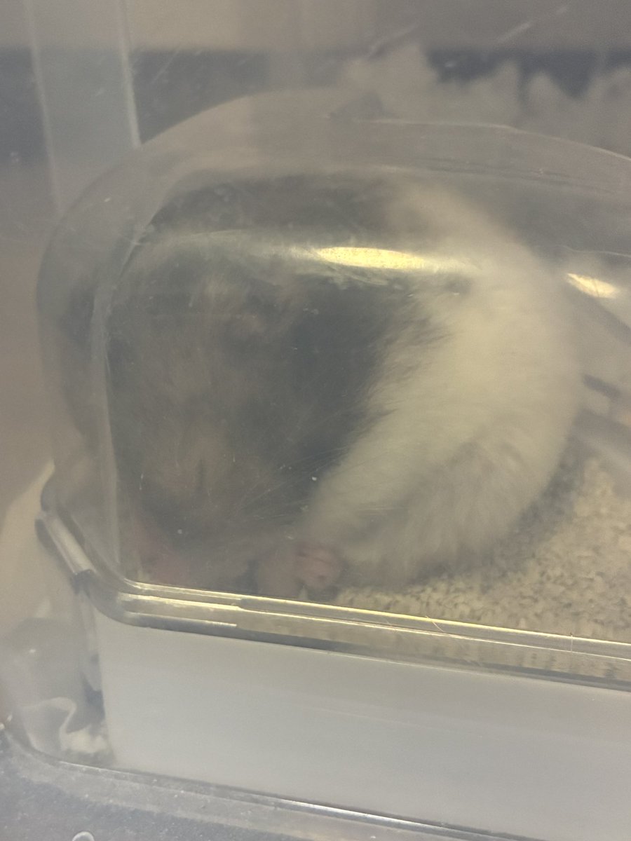 yy_yy_717's tweet photo. 眠すぎてトイレで寝ちゃったハムスター🐹

#ゴールデンハムスター
#ハムスターのいる暮らし
#ハムスター https://t.co/1tP9WfnVEi