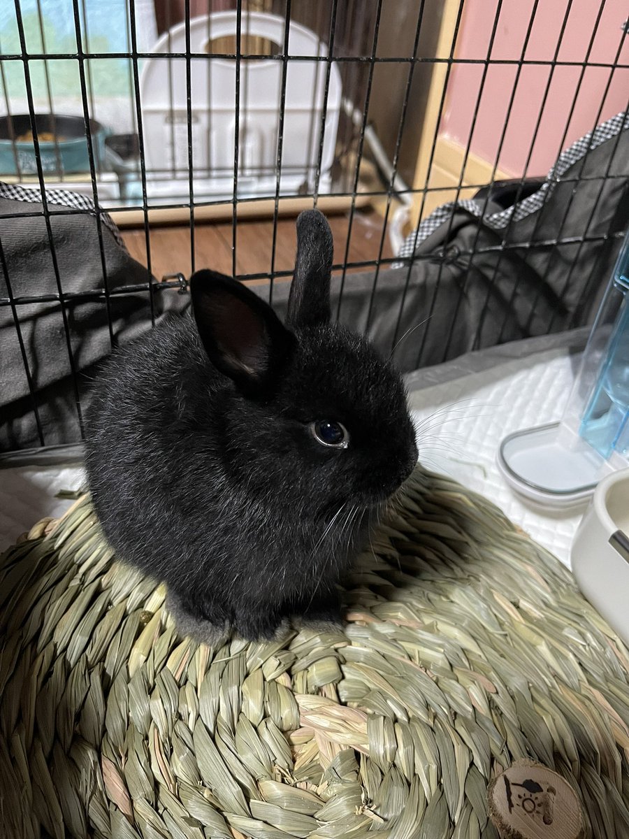 betty_mone's tweet photo. 真っ黒いネザーランドドワーフのルチルちゃんお迎えしました🐰まだ生後2ヶ月経ってないためちっさくて、エル🐶のゲージをすり抜けて中へ…エルが困った顔して私を見てきた😂怖いもの知らずだけど、先住うさぎの琥珀はゲージの外と中で威嚇💦上下関係を学んでる途中かなーと思って見守ってます🐰 https://t.co/qwlAozIyZX