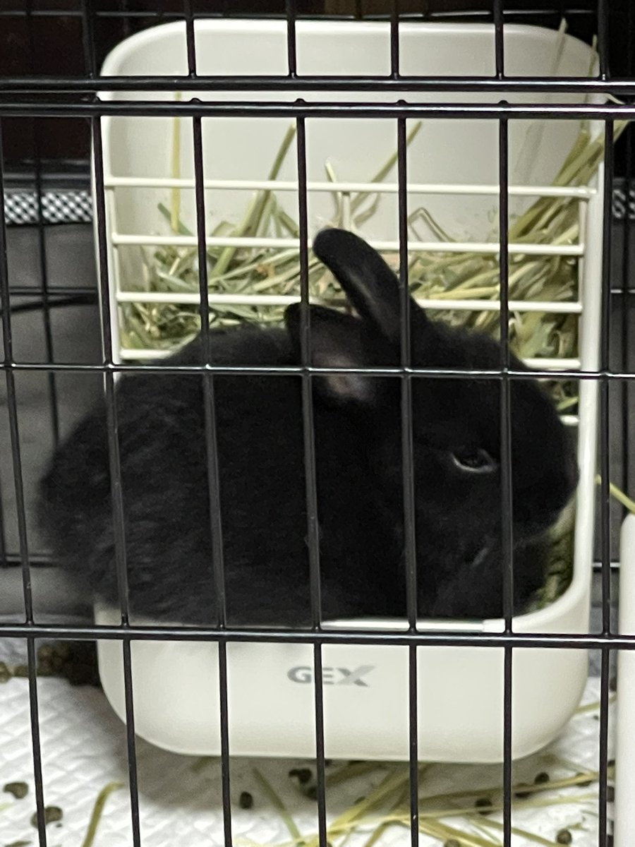betty_mone's tweet photo. 真っ黒いネザーランドドワーフのルチルちゃんお迎えしました🐰まだ生後2ヶ月経ってないためちっさくて、エル🐶のゲージをすり抜けて中へ…エルが困った顔して私を見てきた😂怖いもの知らずだけど、先住うさぎの琥珀はゲージの外と中で威嚇💦上下関係を学んでる途中かなーと思って見守ってます🐰 https://t.co/qwlAozIyZX