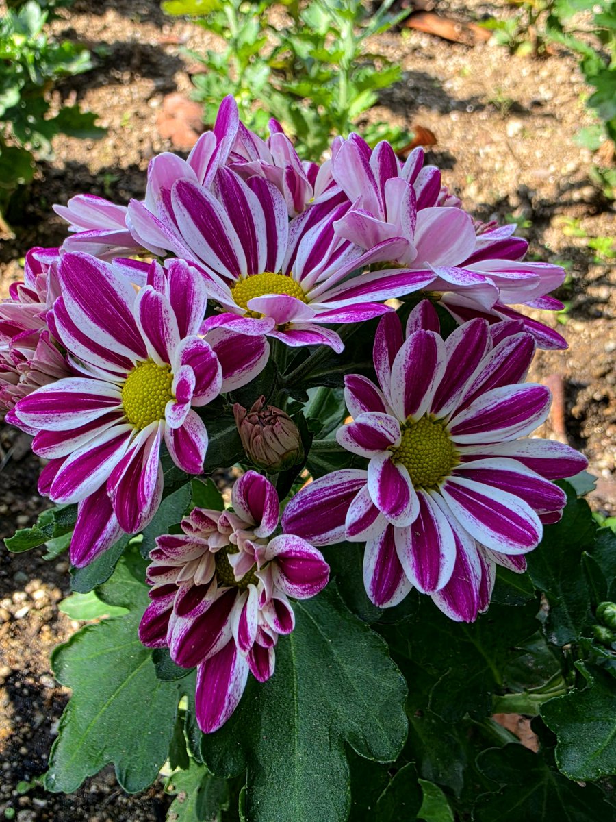 sukoya979's tweet photo. Pink &amp; White Magic 🌸✨
​#flowers 
#nature 
#flowerstagram https://t.co/fuSs2Oep9v