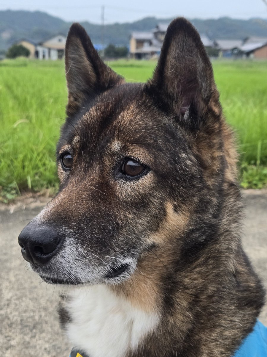 marukodelux's tweet photo. 若い頃の凛々しさはなくなったけど、おじいわんになっても優しい顔 https://t.co/4JsSvVB6CT