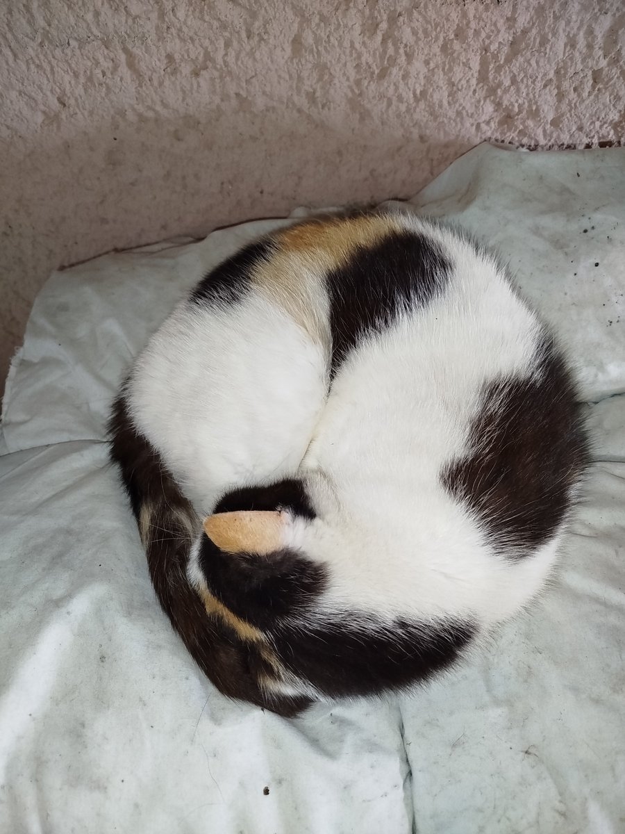 MishaEUW's tweet photo. @KattenEUW 4 days late but better late than never https://t.co/ib9y37BRmW