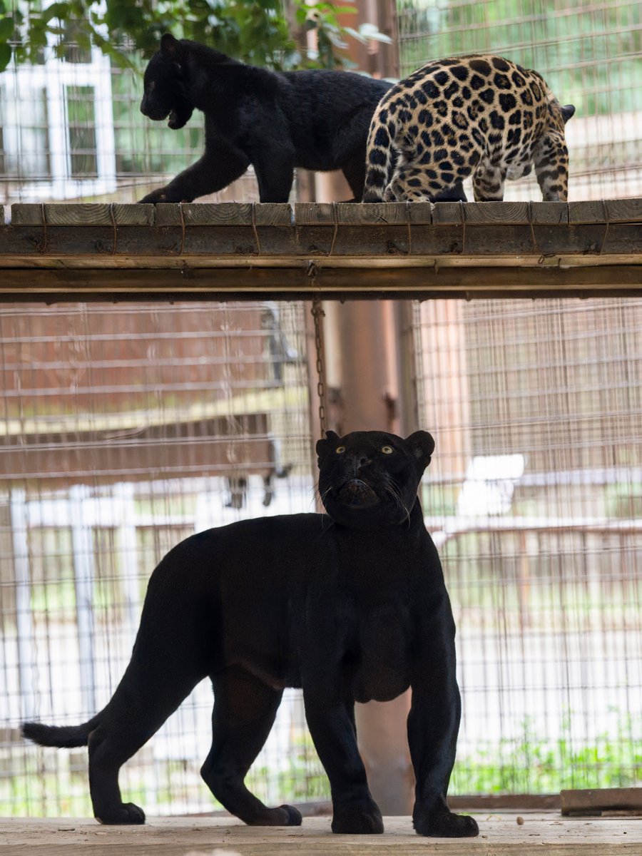 rikunow's tweet photo. とべ動物園のジャガー親子
姉弟でやぐらに登頂
下で心配しているミワお母さんが可愛かったです https://t.co/d5qkfZlKuk