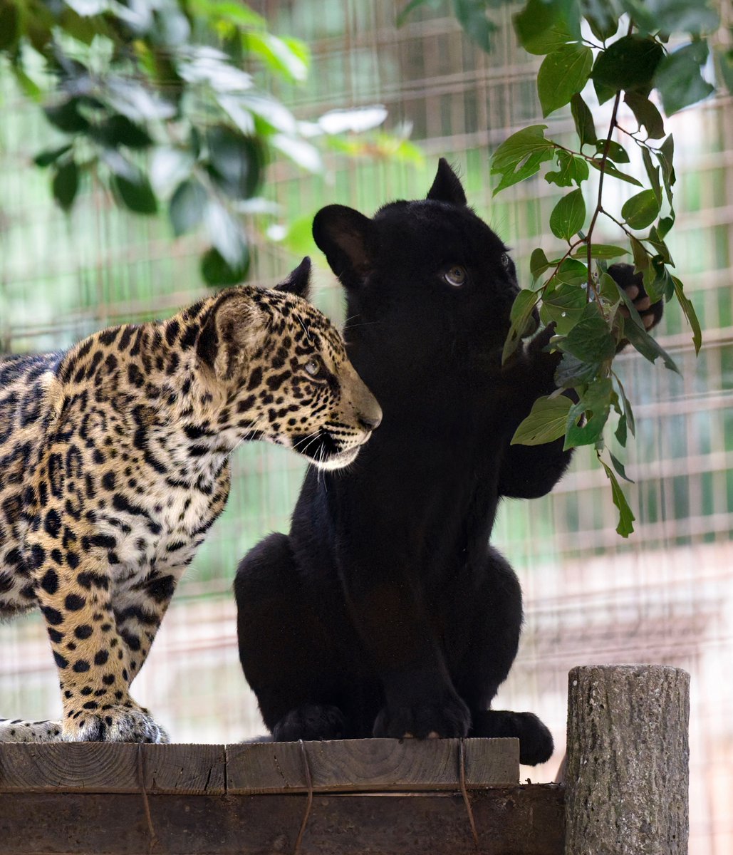 rikunow's tweet photo. とべ動物園のジャガー親子
姉弟でやぐらに登頂
下で心配しているミワお母さんが可愛かったです https://t.co/d5qkfZlKuk
