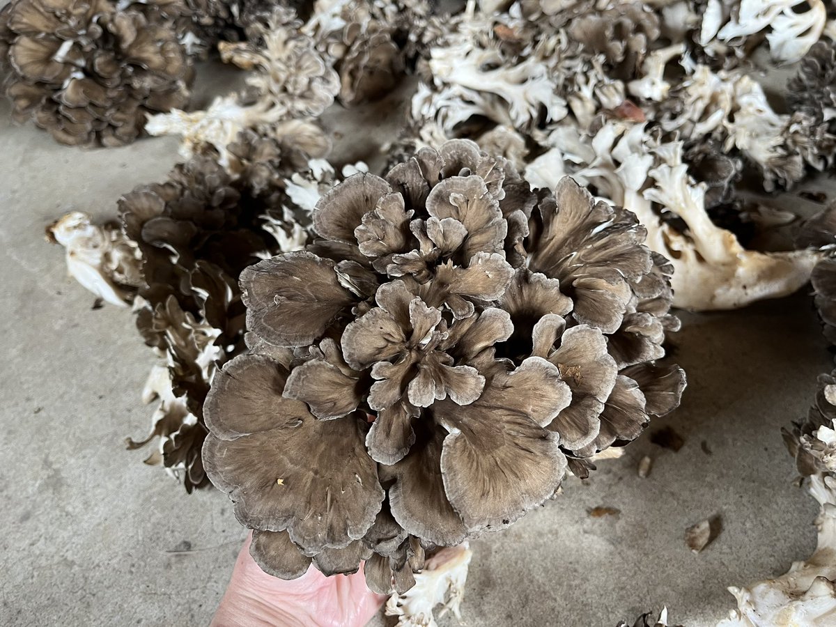 kakoumaya's tweet photo. 栽培マイタケが最盛期を迎えております🍄‍🟫形の良い株は明日お店に出品していきます。天然物には劣りますが、適度な柔らかさと歯応えがあり、マイタケ臭も楽しめます。天ぷらや煮物、汁物具材、炊き込みご飯にご利用いただけます🙇 https://t.co/gaOceQgTIN