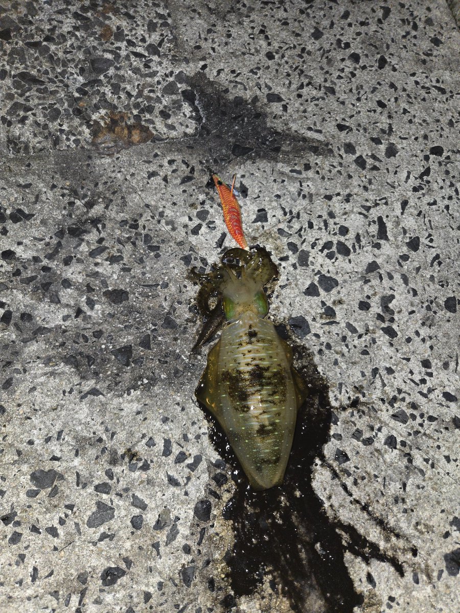 lusterst20's tweet photo. 今シーズン初の #アオリイカ 2投目でget🦑 https://t.co/jUWCsLtEL3