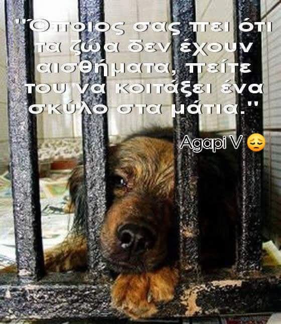 DEMAGRI7's tweet photo. Έχουν ψυχή...🐕🐕🐕🐕🐕🐕🐕🐕🐕🐕‍🦺🐕‍🦺🐕‍🦺🐕‍🦺🐕‍🦺🐕‍🦺🐕‍🦺🐕‍🦺🐕‍🦺🐕‍🦺🐶🐶🐶🐶🐶🐶🦮🦮🦮🦮🦮🦮🐈🐈🐈🐈🐈🐈🐈🐈🐈🐈‍⬛🐈‍⬛🐈‍⬛🐈‍⬛🐈‍⬛🐈‍⬛🐈‍⬛🐈‍⬛🐱🐱🐱🐱🐱🐱🐴🐴🐴🐴🐴🐴🐴🫏🫏🫏🫏🫏🫏🫏🫏🫏🐎🐎🐎🐎🐎🐎🐎🐎❤️❤️❤️❤️❤️❤️❤️❤️❤️❤️❤️❤️❤️❤️❤️❤️❤️❤️❤️❤️❤️❤️❤️❤️❤️❤️❤️❤️❤️❤️❤️❤️❤️❤️❤️❤️❤️❤️❤️❤️❤️❤️❤️ https://t.co/ZI2zX39wSA