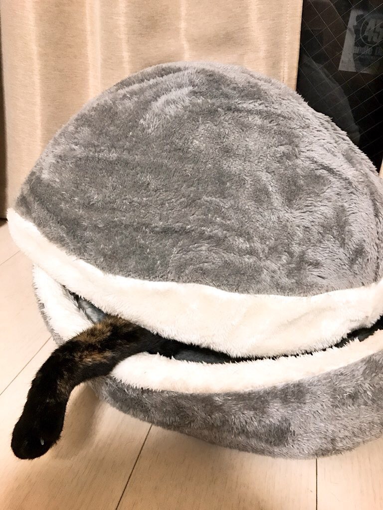 iamsohappycat's tweet photo. 水管が出たハマグリ https://t.co/dlMsyuDYEj