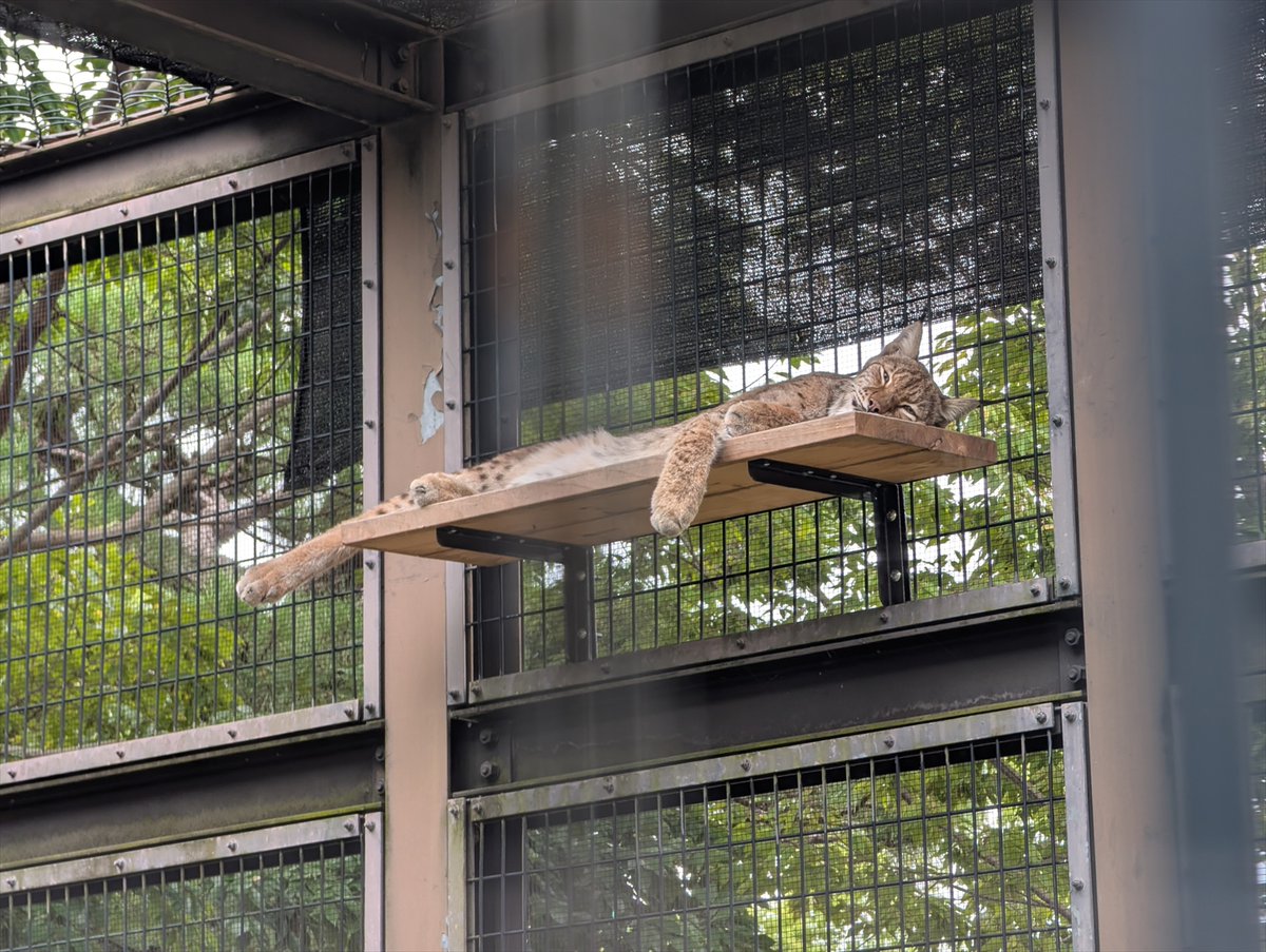 kyotoshidoubut1's tweet photo. オオヤマネコ舎の第3グラウンドの使用を再開しています。ただ、第1グラウンドと行き来自由にしているので、ご覧になれるかはロキ次第です。
※明日(9/28)は休園日です。
#京都市動物園 #kyotocityzoo #オオヤマネコ #ロキ #使用再開 #第3グラウンド #Lynx #Loki #Reopening #Field3 https://t.co/C2JMWNuWBY
