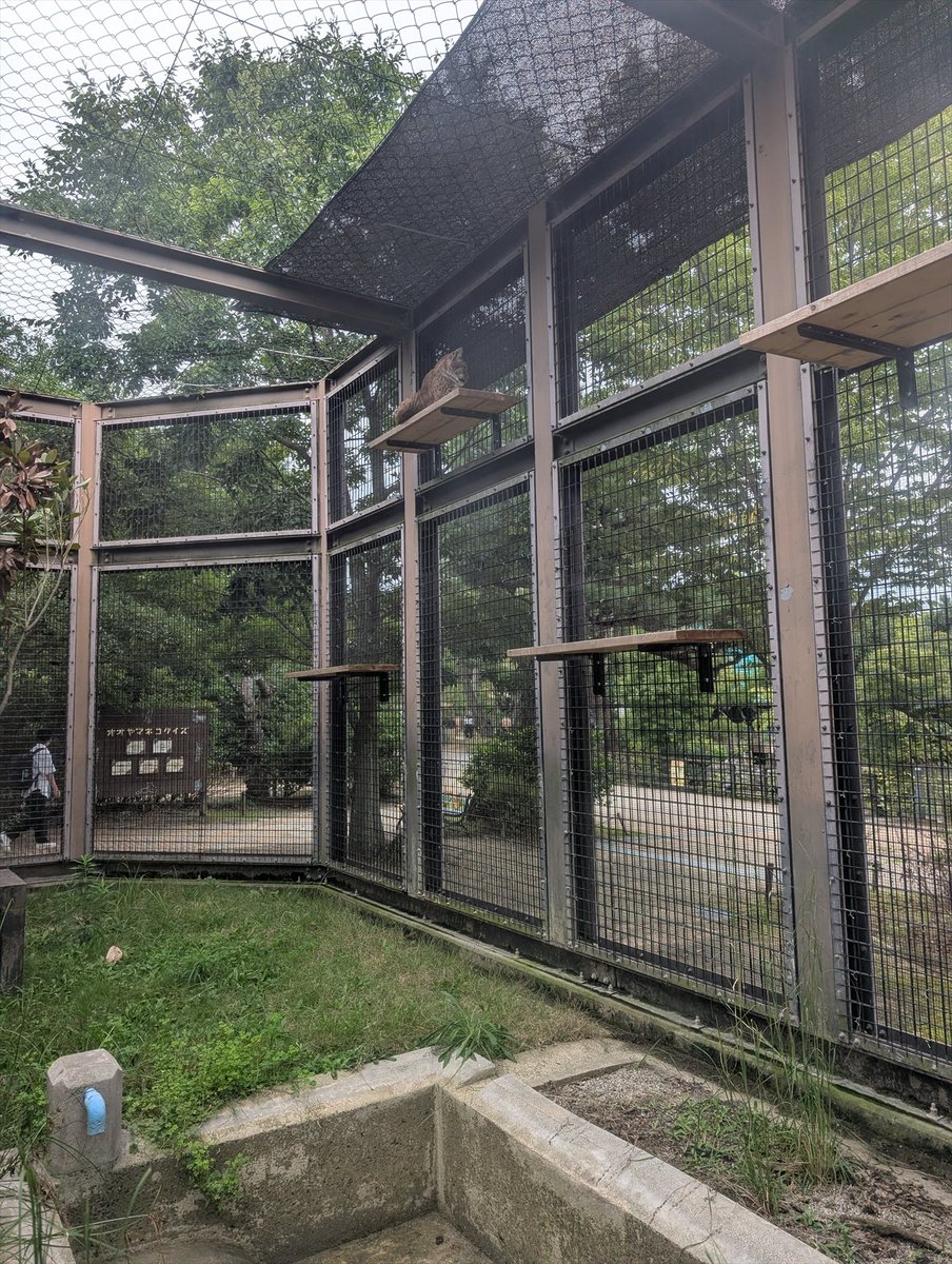 kyotoshidoubut1's tweet photo. オオヤマネコ舎の第3グラウンドの使用を再開しています。ただ、第1グラウンドと行き来自由にしているので、ご覧になれるかはロキ次第です。
※明日(9/28)は休園日です。
#京都市動物園 #kyotocityzoo #オオヤマネコ #ロキ #使用再開 #第3グラウンド #Lynx #Loki #Reopening #Field3 https://t.co/C2JMWNuWBY