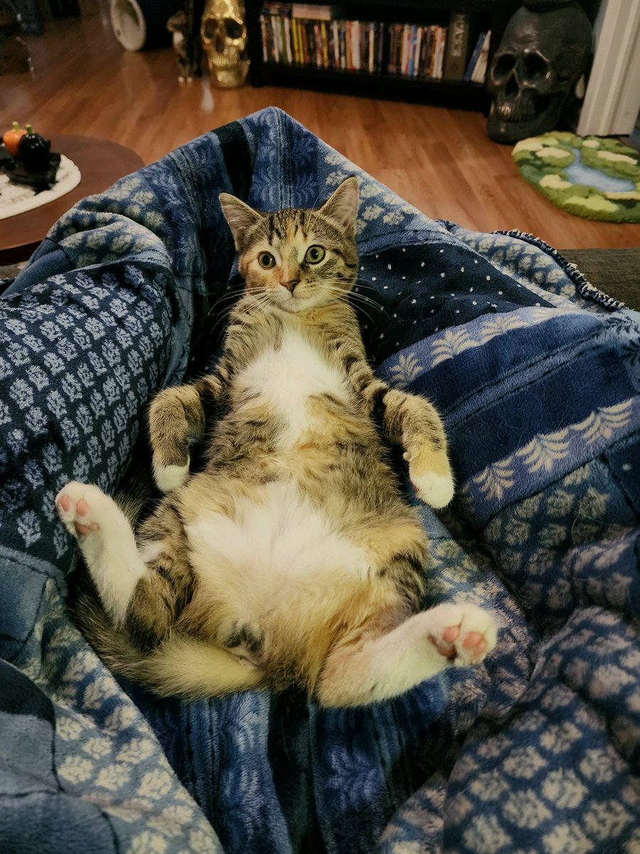 dasnevesedbdow's tweet photo. OC Cheeto my foster fail
#WholesomeMemes #Thứ6 https://t.co/gZ4PQUYzgk