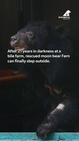 uhkyoza's tweet photo. 21 years in a cage. you can clearly see it’s been a rough 21 years.

Imagine being locked up for 21 years, not knowing there is a huge bright world out there. instead you’re stuck inside a dark cage, living the same despicable day every single day, thinking this is all life has to offer.

For 21 years Fern didn’t know what freedom felt like. didn’t know what it felt like to feel the sun, to see open space, to move around without being surrounded by bars. her entire world was that cage. pain, darkness, and the same repeating torture over and over again.

And then Animal Asia came and rescued her.

Imagine spending almost your entire life believing the world is this small, dark, and cruel place, only to finally step outside and realize there was so much more waiting for you. that the world wasn’t as small as you thought. that life wasn’t as despicable as you thought. that there was light, fresh air, open space, kindness, and people who actually cared about you.

After 21 years of being shown the absolute worst side of humanity, Fern finally gets to experience the better side of it.

She can finally see the light she never knew existed. finally experience a world bigger than the walls of that cage. finally live instead of simply surviving.

21 years were taken from her, and nothing can ever give those years back. but the rest of her life is finally hers.

All thanks to Animal Asia for saving Fern from this despicable hell (fees to charity)

CA: BfK1fZuZjcgtxpdKowafwDzFTywdVzyQb5mRYAdHpump