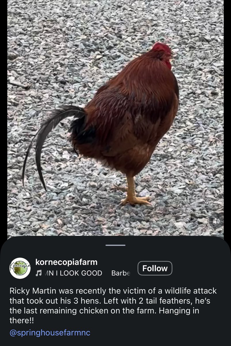 notSIug's tweet photo. crying over this rooster who lost his hens and all but 2 tail feathers https://t.co/VGvqTfH7mD
