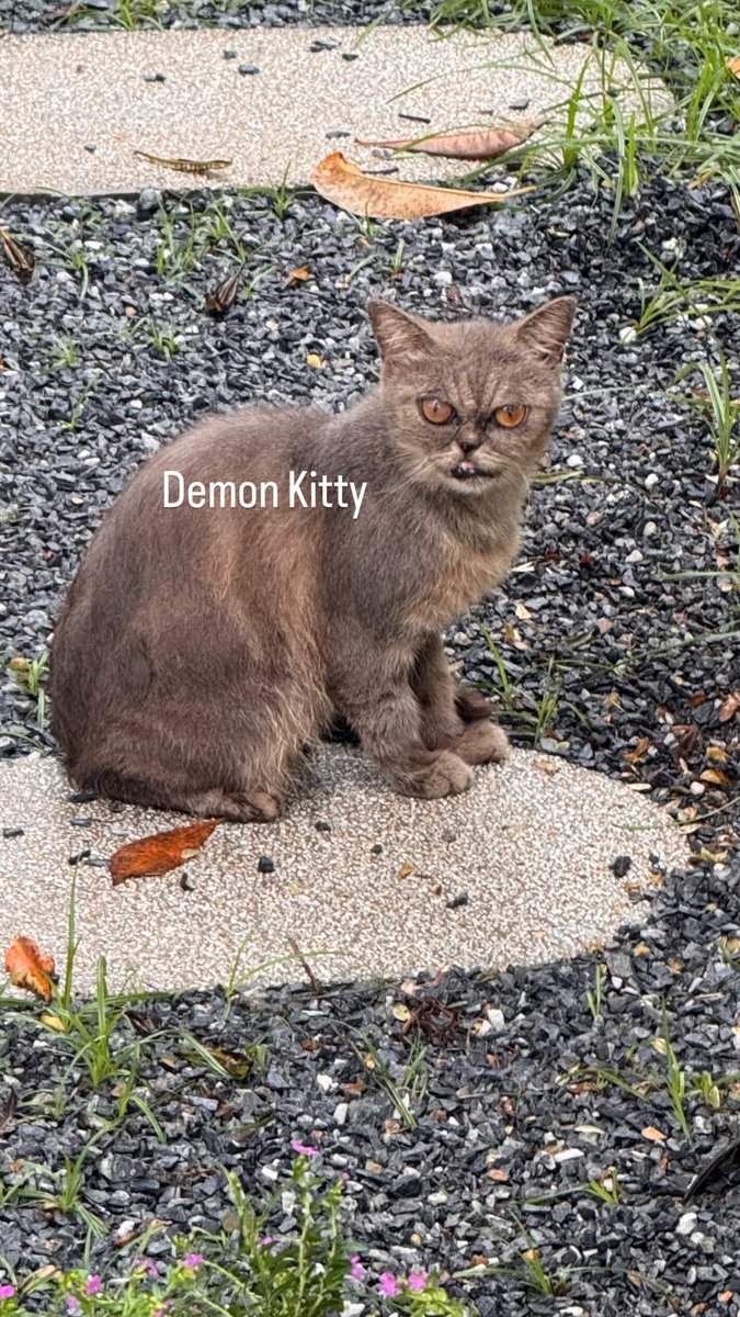 JossGawinFC's tweet photo. 📅 26/09/2026
📸 IGS: gawincaskeyy

Demon Kitty

#GawinCaskey https://t.co/esArNVS68T