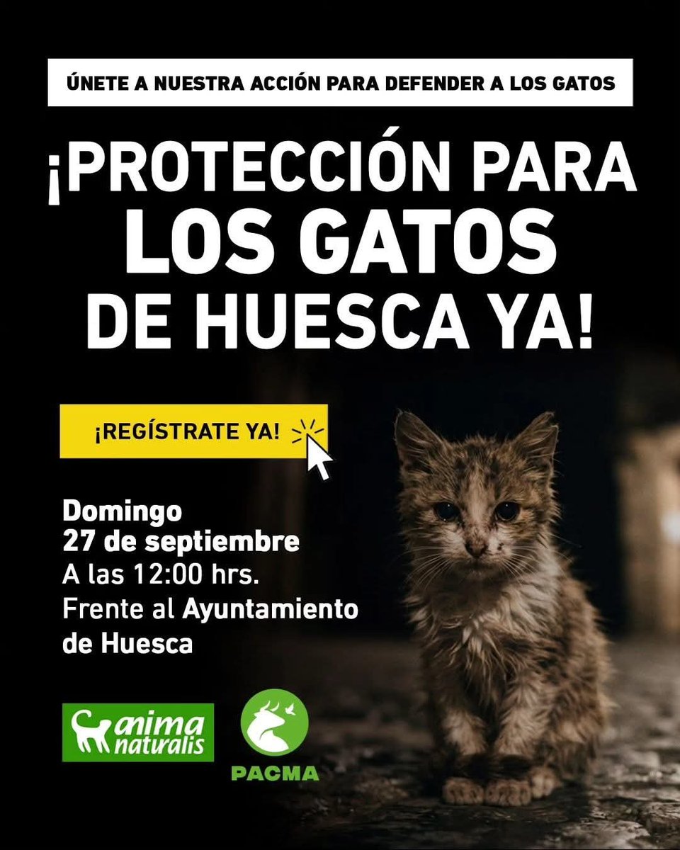 El_Gato_Paco's tweet photo. 27 de septiembre #Huesca 💪😾 https://t.co/KS90NJKc5R