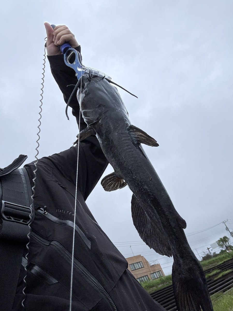 siwasu1226's tweet photo. 今日のMVPは話しかけてくれたシーバスおじさんだな。
ナマズやってんすか？
なんかあっちの方でバシャバシャしてたんでやってみると面白いかもっすよ。
って言われたんで試しに行ってみたら大当たりでした！
バスタックルで50over連発は面白過ぎた！
ありがとう！雨の中半袖で寒そうだったおじさん！ https://t.co/52izQPEJO2