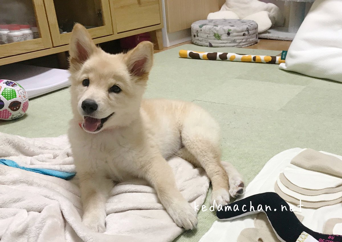 tsurutsuru710's tweet photo. 素朴な���犬 https://t.co/uTgcZH41EF