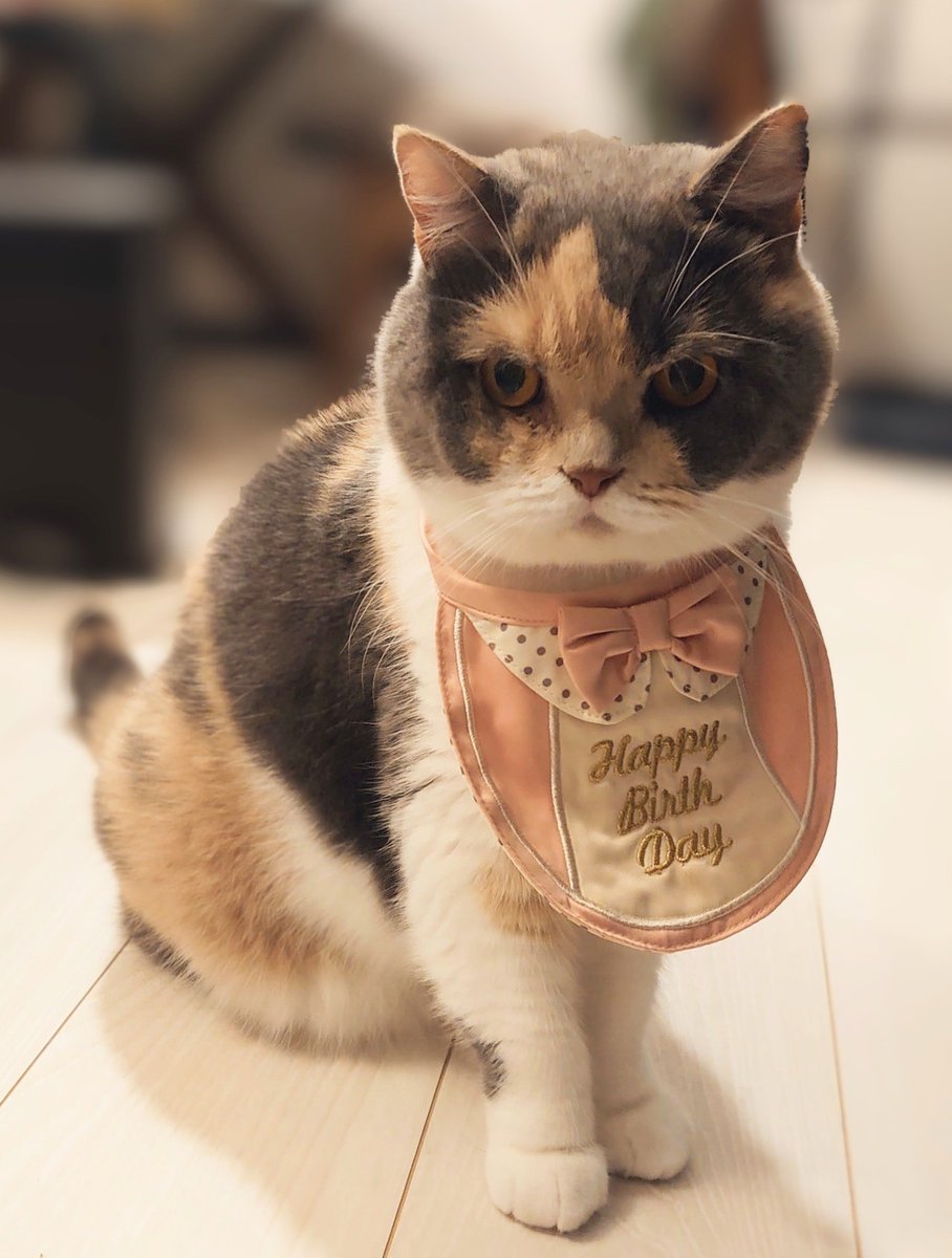 pokomanjyu's tweet photo. お誕生日別ショット🐈📸🎂 https://t.co/EMIIRCir5f