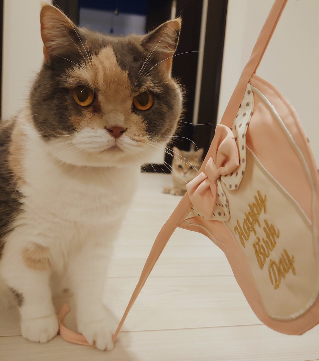pokomanjyu's tweet photo. お誕生日別ショット🐈📸🎂 https://t.co/EMIIRCir5f