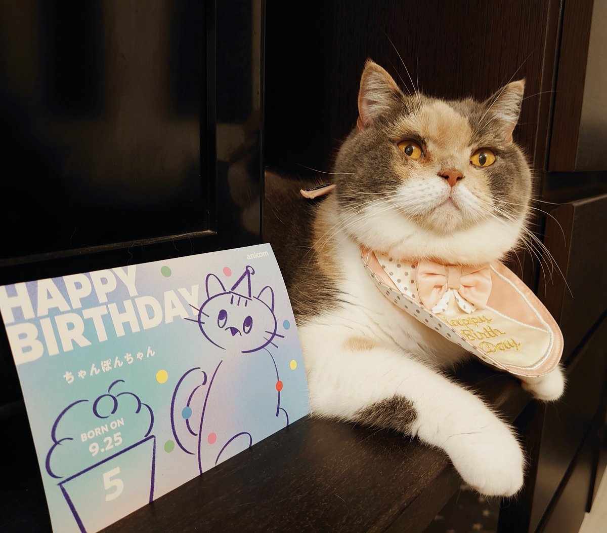 pokomanjyu's tweet photo. お誕生日別ショット🐈📸🎂 https://t.co/EMIIRCir5f
