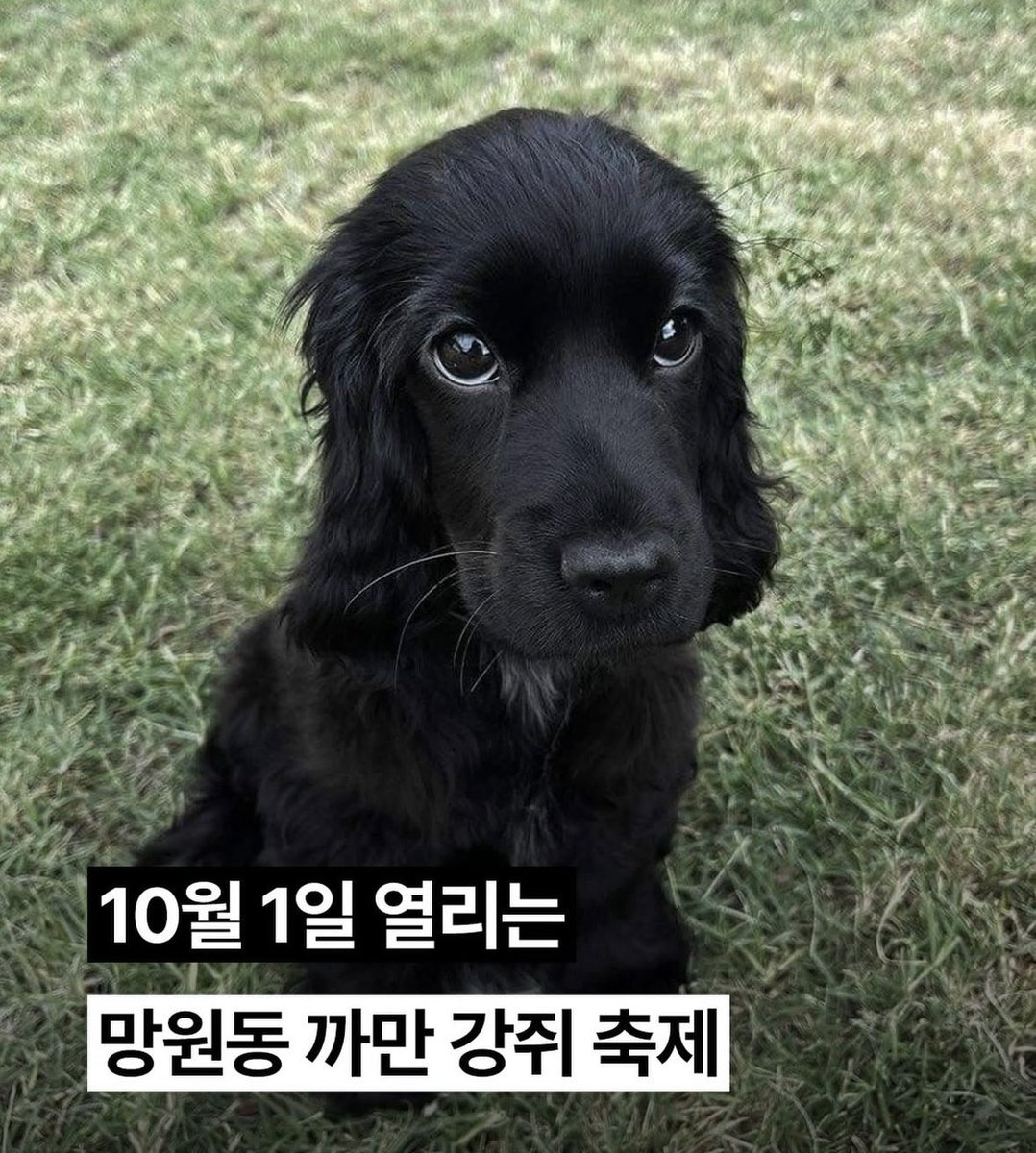 everybitecount's tweet photo. 나 진짜 여기 너무 가고 싶어 
강아지 없어두 갈 수 있대🥹🖤 

블랙 래브라도도 있었음 좋겠다...... https://t.co/MHpz5PSVf2