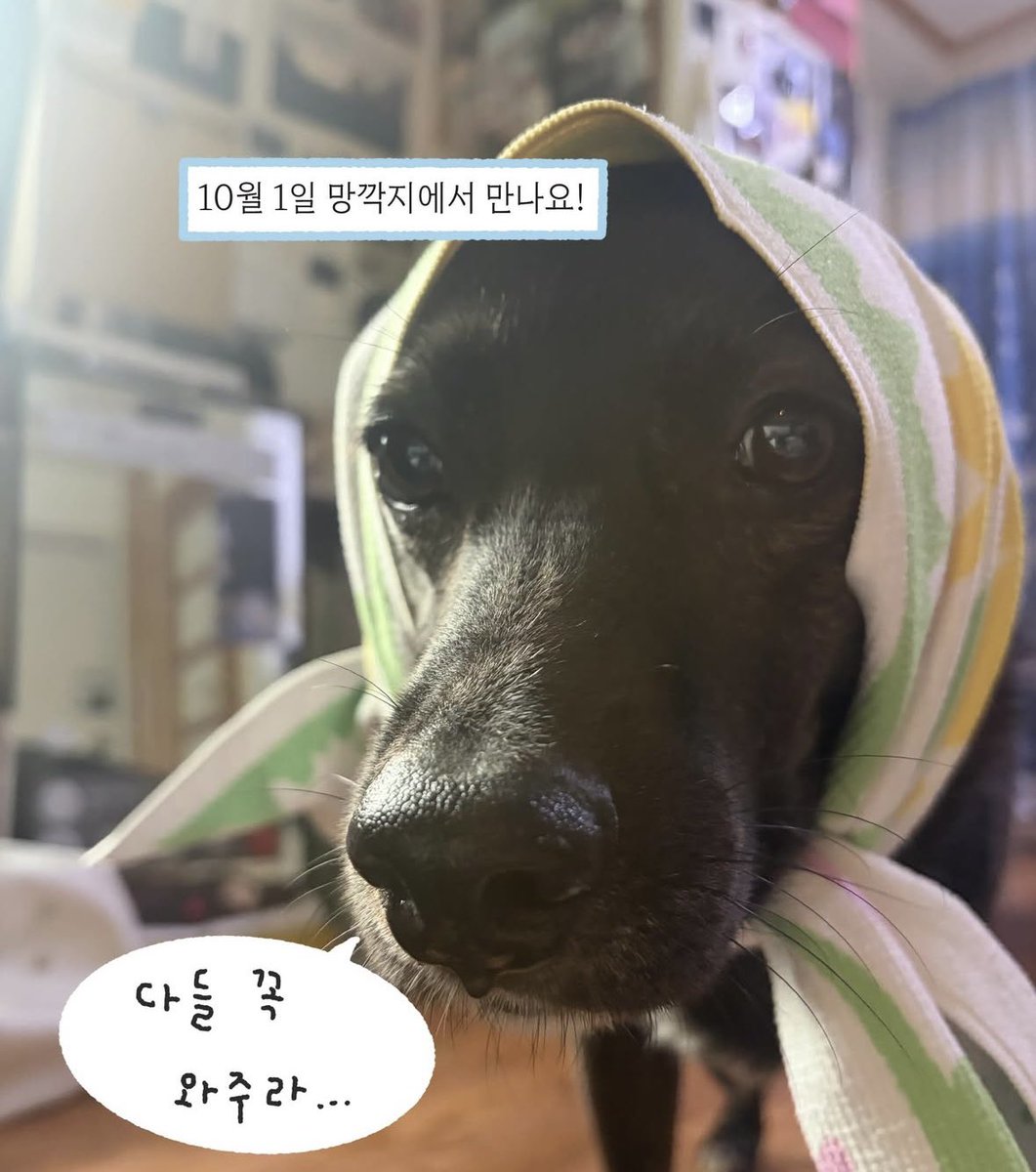 everybitecount's tweet photo. 나 진짜 여기 너무 가고 싶어 
강아지 없어두 갈 수 있대🥹🖤 

블랙 래브라도도 있었음 좋겠다...... https://t.co/MHpz5PSVf2