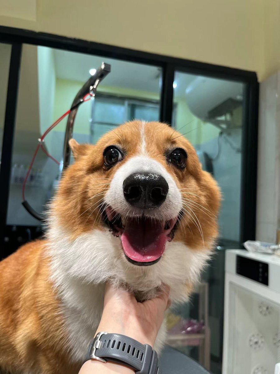 greenhaba's tweet photo. [家毛孩子解锁新技能！今天成功学会握手，小肉爪搭手心的瞬间，心都被软化了 成长路上的每一步都值得纪念～]， https://t.co/HuuYlxl9bb