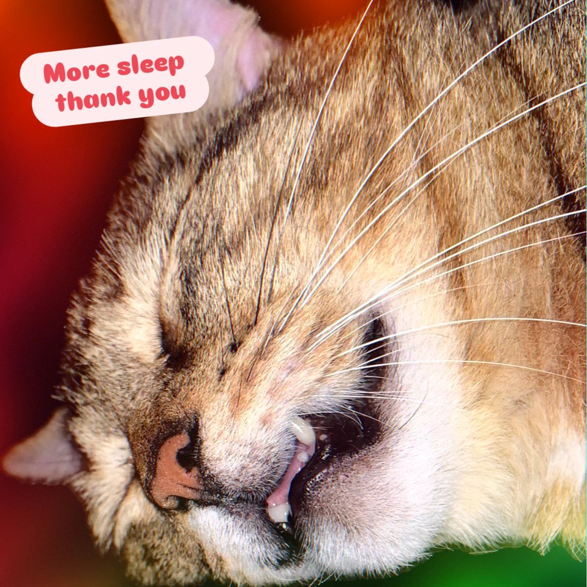 VerlieCooklae6's tweet photo. Always working on my beauty sleep. https://t.co/1I9JCoUYzi