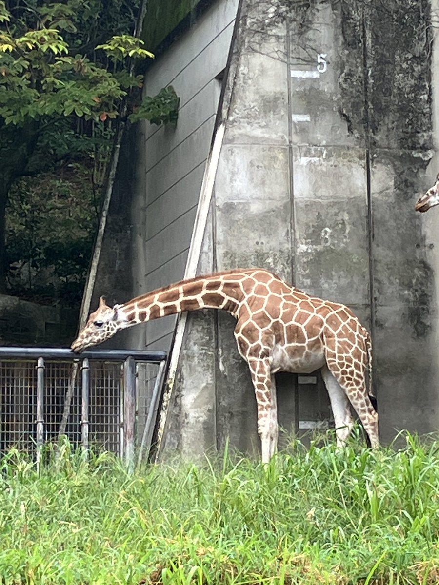asaka715's tweet photo. 1時間半後に見に行ったら移動していたけどまた同じ位置に戻って同じようにベロンベロン舐めはじめたので相当好きですよ手すりが
舐めてたのはずっと同じ子で、もう一頭も1時間半前と同じように後ろで見守っていた🦒🦒 https://t.co/ikLzcafHp8