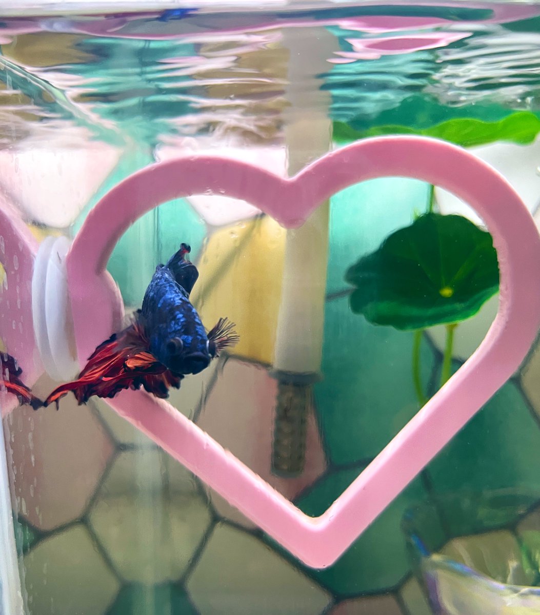 crymorigirl's tweet photo. ベタ🐟 https://t.co/7wskdQOZR6