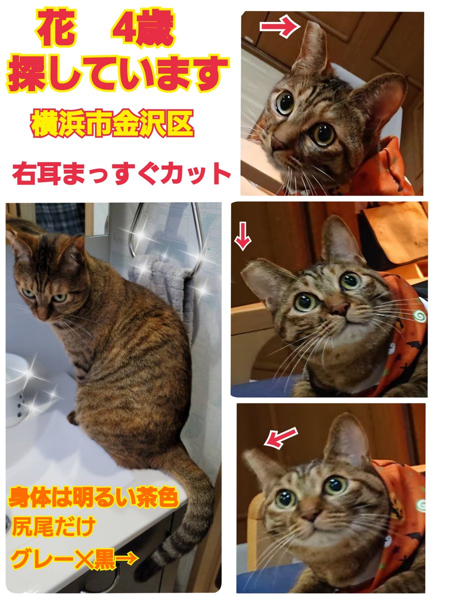 squirrelemi's tweet photo. 猫を探しています。花ちゃん4歳。右耳まっすぐカット、明るい茶色、長い尻尾だけ色が違いグレー✕黒の縞々模様です。2024年4月11日横浜市金沢区富岡東の自宅から私の不注意で外に出てしまい迷子のままです。花をずっと探しています。
#猫を探しています
#拡散希望ＲＴお願い致します 
#横浜市金沢区 https://t.co/N4xsv3HrVG