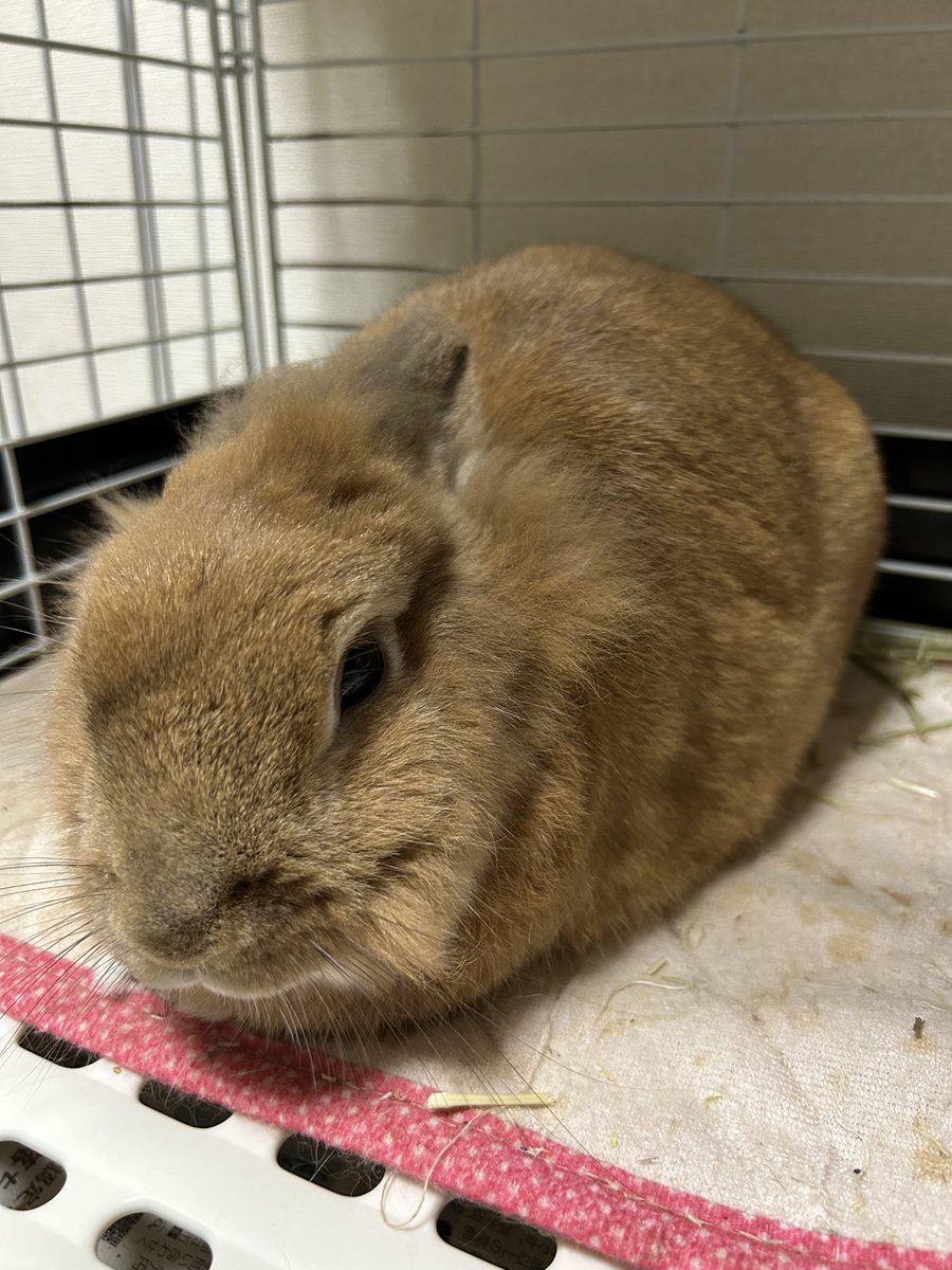 migirikoooo's tweet photo. うさぎ、ドナルドダックみたいな寝言を発し、飼い主ビビる https://t.co/9fM7J8jt5m