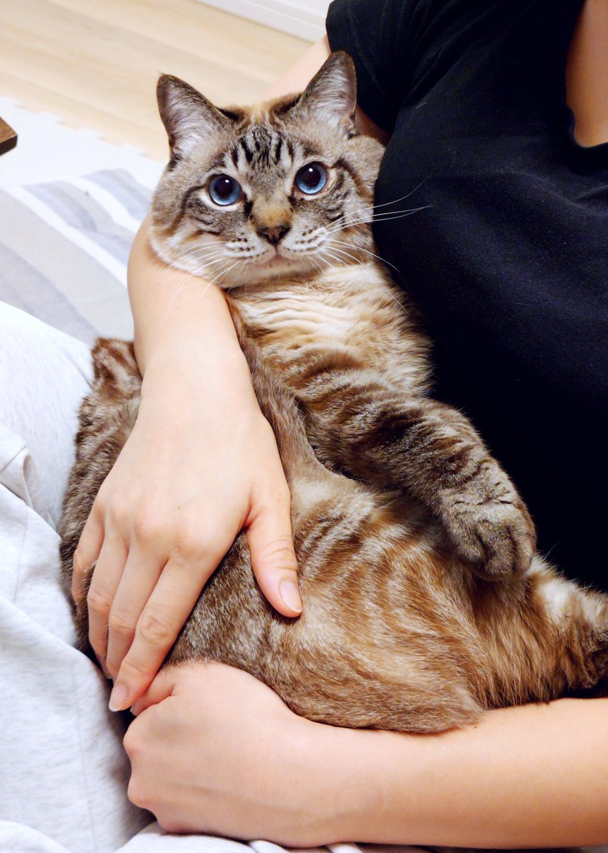 rebyu621545's tweet photo. いつまでもあかちゃんな13歳のねこちゃん😊 https://t.co/MAPwEx7lZk