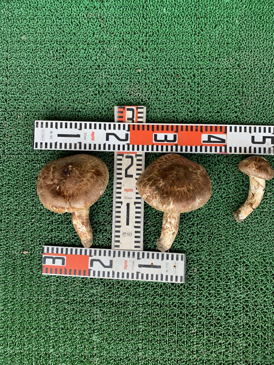 Nights244's tweet photo. いただき物の
松茸

松茸は買った事が無い
毎年もらえるけど流石に
大きすぎ（笑） https://t.co/fEsB2zoRsX