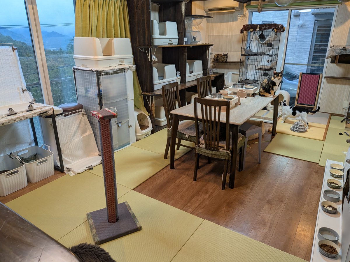 Bluebirdkazu's tweet photo. 同じ、安芸区に保護団体があるのを知って支援物資等を届けて来ました。

猫は天使さん。猫ちゃんは自宅に70頭
写真撮ろうとすると居なくなりました💦

始めての保護団体
とても素��な方でした😊

月に40万円の持ち出し
少しでも。と気持ちだけカンパ

良い体験でした♫

https://t.co/Z6FS6jlh2k https://t.co/9auMn8ALS1