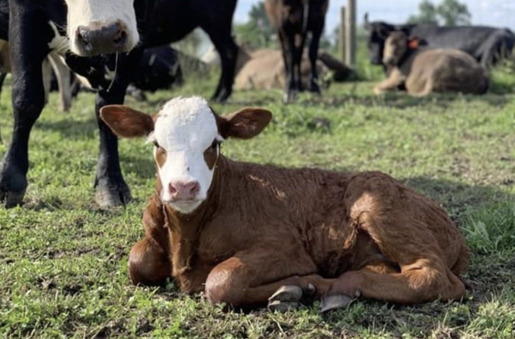 AlpacaAurelius's tweet photo. Don't eat chicken. Very weak, nervous and skittish animal. You are what you eat. You don't want that vibe. 

Cows, on the other hand, are very strong, relaxed, content, sovereign, affectionate, nonchalant, dapper and silly. This is the energy you need. https://t.co/EvPRbRRWCh
