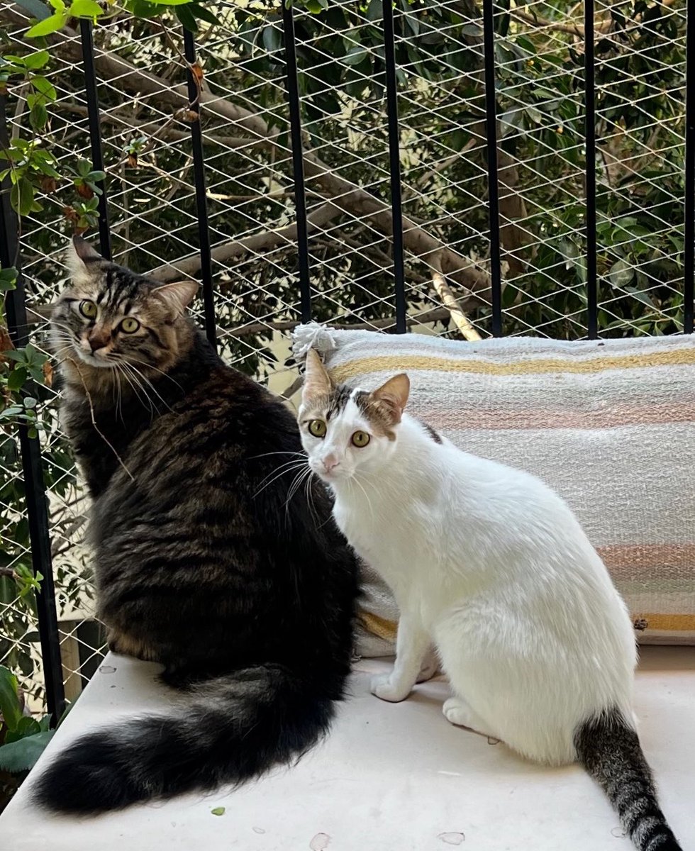 smadarbarda's tweet photo. @Smallmight34 @shai_shahaf שניים מהנכדים הפרוותנים שלנו. 
הלבנה ׳היפרית׳ השני - מתפתח לעוד ענק. https://t.co/3plJ0tWWRL