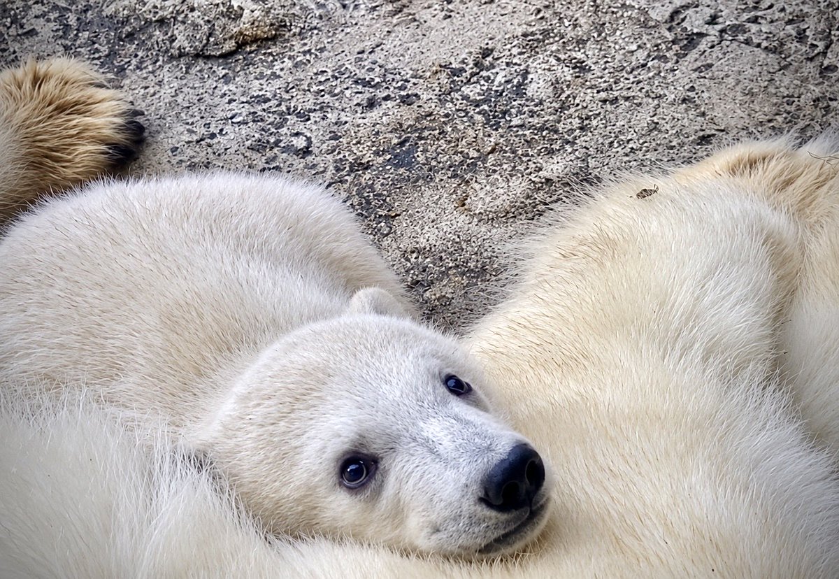 denari0529's tweet photo. 母に抱かれた子グマからしか
摂取できない栄養素がある…😊

ピリカ・ゆめ｜旭山動物園

#ホッキョクグマ
#polarbear https://t.co/9IEthy4xUs