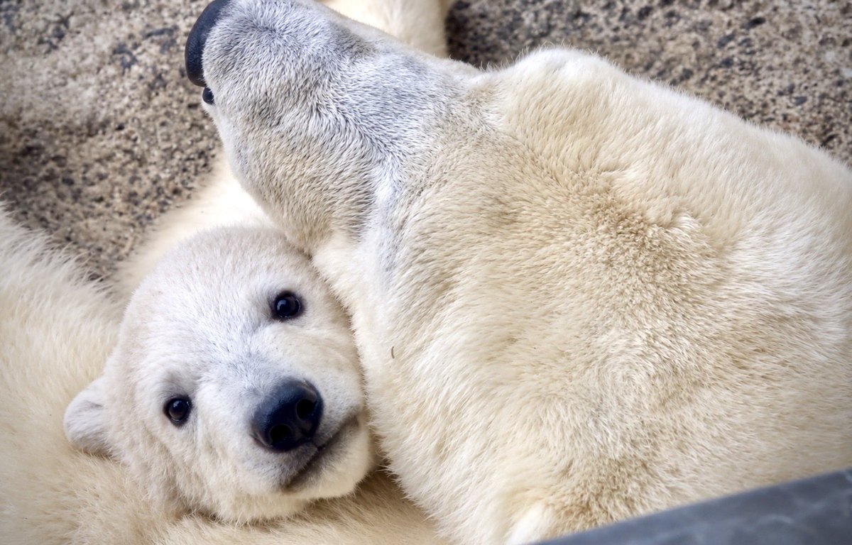 denari0529's tweet photo. 母に抱かれた子グマからしか
摂取できない栄養素がある…😊

ピリカ・ゆめ｜旭山動物園

#ホッキョクグマ
#polarbear https://t.co/9IEthy4xUs