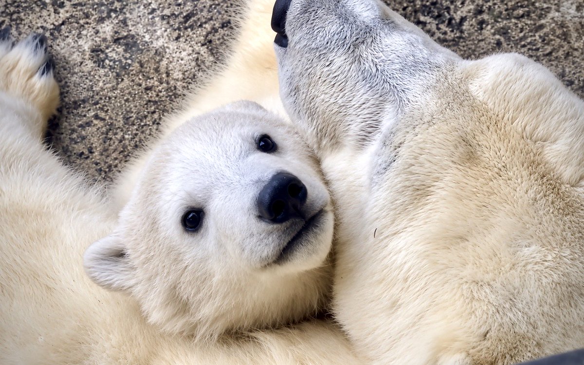 denari0529's tweet photo. 母に抱かれた子グマからしか
摂取できない栄養素がある…😊

ピリカ・ゆめ｜旭山動物園

#ホッキョクグマ
#polarbear https://t.co/9IEthy4xUs