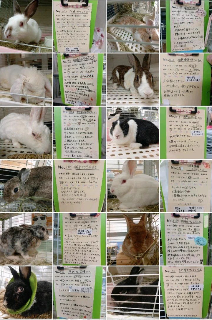 もふもふ🐰とボブと眼鏡:小咲さち展10/23-25 on X: 