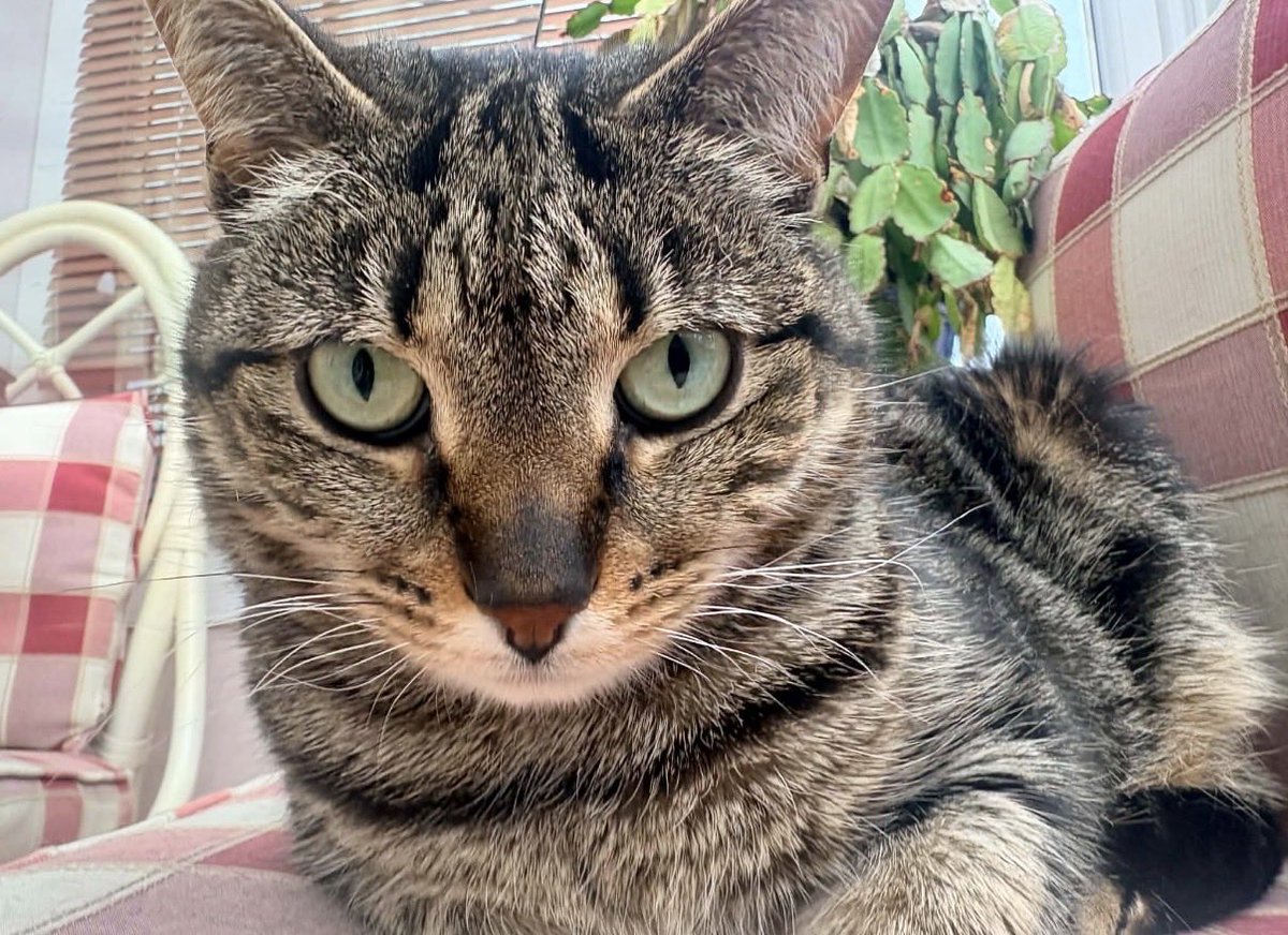 H2RScotland's tweet photo. Good morning, 
My name is Bella and I’m a 6 year old tabby cat. 
Sadly looking for a new home as owner has passed away. 
Bella is spayed and healthy with no issues. 
She eats Felix wet food and Whiskas Duo. 
Bella is a house cat and sleeps on a blanket by the window. 
She can be left on her own and is shy meeting people to begin with. 
Bella likes treats and likes to be close to her humans. 
She is registered with the vets and can be around children 9+. 
Bella has a carry box. She would be best suited to a home with no other pets. 

For more information please email info@help2rehome.com 
Sorry we are unable to reply to private messages to the page. Please email for any enquiries.