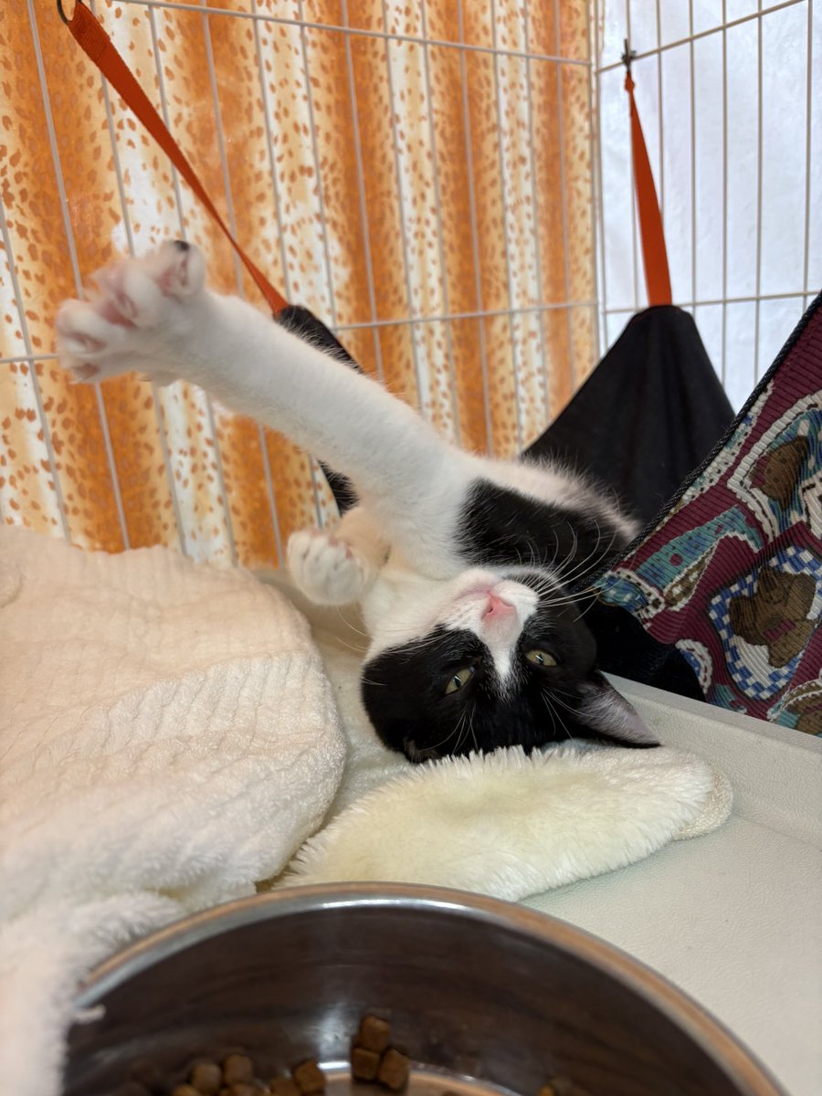shippomura's tweet photo. 明日27日の譲渡会に参加する猫たちのツイキャスです

14頭の子ネコが参加予定です（体調により変更があることをご了承下さい🙇‍♀️）

がんばって生きてきた子猫たちに幸せになってほしい🍀

ぜひ会場にお越しになって実際に会ってみてくださいね

お待ちしております✨ https://t.co/Wtchy0glOE